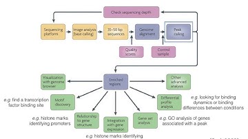 Lecture 8 ChIP Seq in a functional genomics context