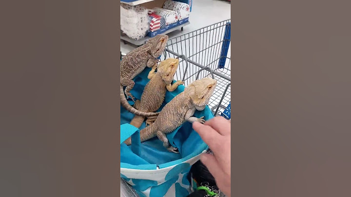 Must watch! Ever seen a bearded dragon go shopping? Don't miss this adorable #short video