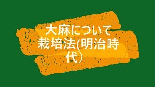 大麻(マリファナ、ガンジャ）の正しい知識、栽培法、植物としての価値の見直しコロナウィルス対策