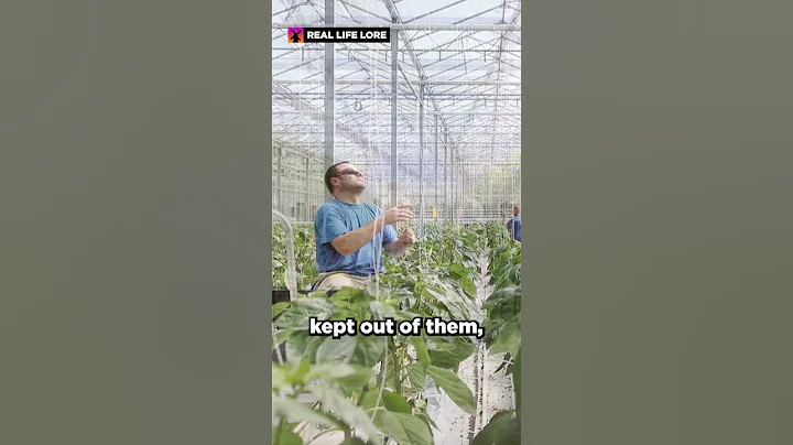 Why Dutch Greenhouses Grow the Most Food in the World
