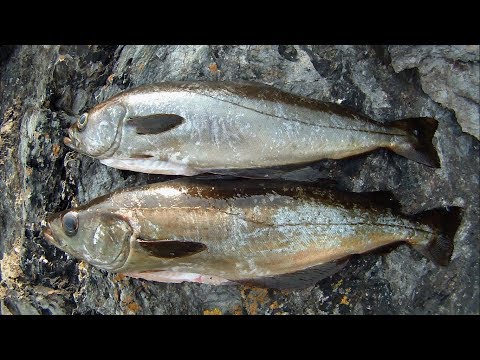 Video: Sådan Skrælles Pollock