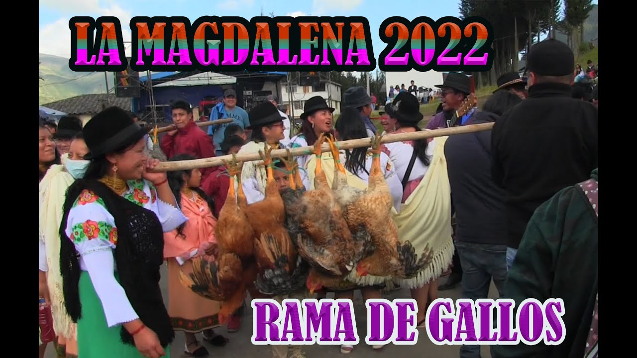 RAMA DE GALLOS // LA MAGDALENA 2022 // IMBABURA  ECUADOR.