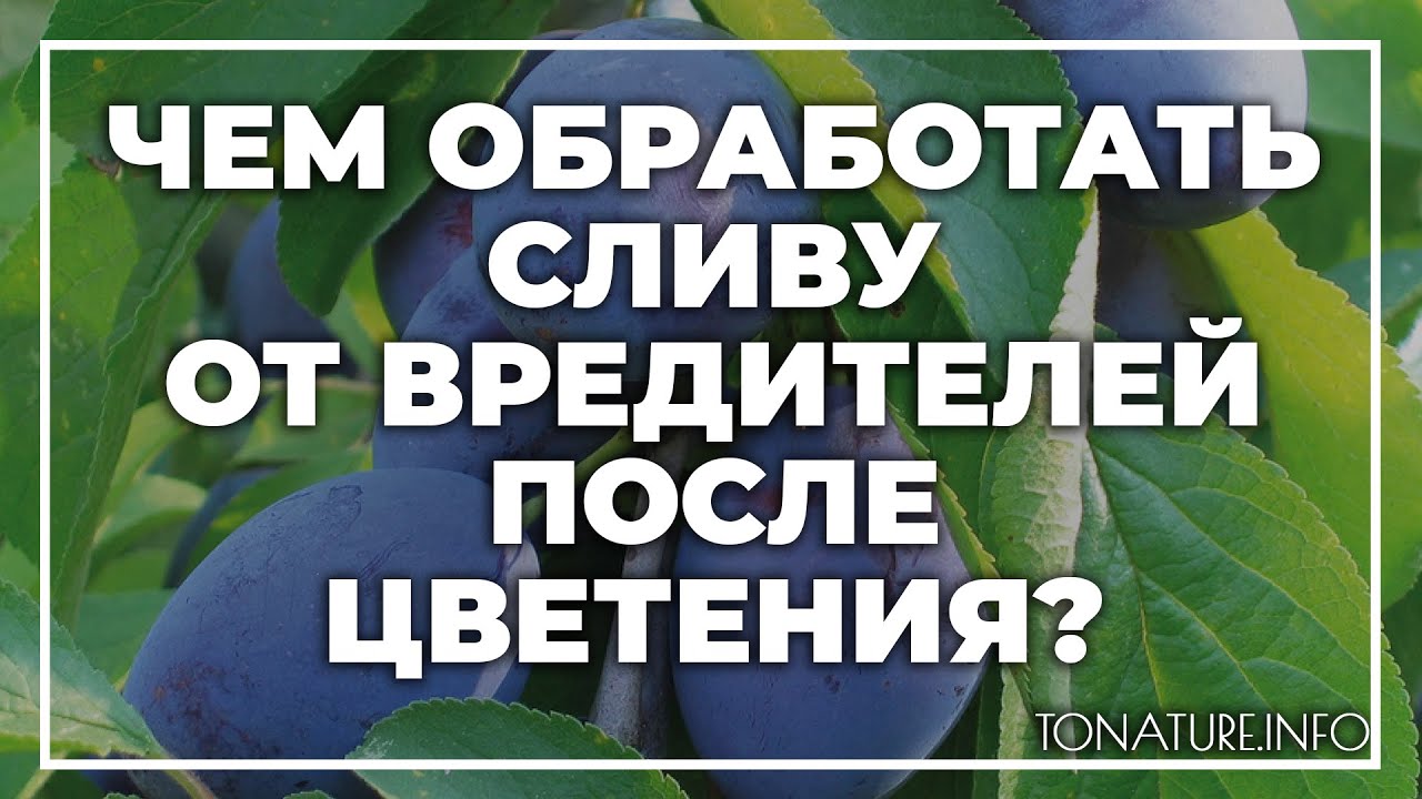 Чем обработать сливу от вредителей после цветения. Чем обработать сливу. Обработка алычи. Обработка сливового дерева.