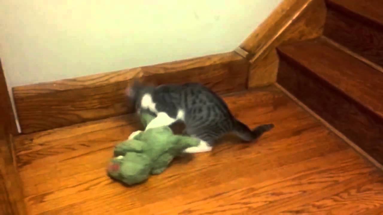 aww reddit Kitten + Crocodile vs Staircase: Wagner Edition