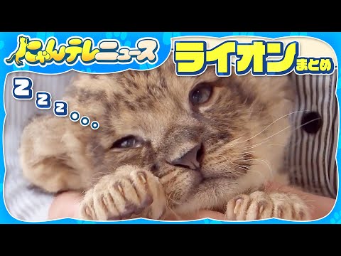 [Lion Roundup] After drinking milk, they doze off... Lion cubs are born / Asahiyama Zoo's "too mi...