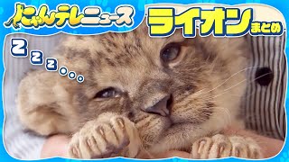 【ライオンまとめ】ミルク飲んだ後はウトウト…ライオンの赤ちゃんが誕生/旭山動物園の“やんちゃすぎる”ライオン三姉妹　父親の急所にちょっかい…