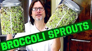 How To Grow Broccoli Sprouts At Home - SUPER EASY!
