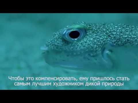 Японский иглобрюх. Шедевр!