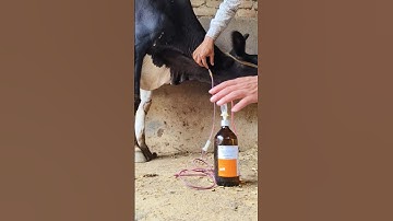 Confirmation of Intravenous canulation in jugular vein by Mathur Mondal#iv injection technique