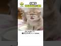 【 子猫に初めてミルク皿を出した結果 🍼✨ 】