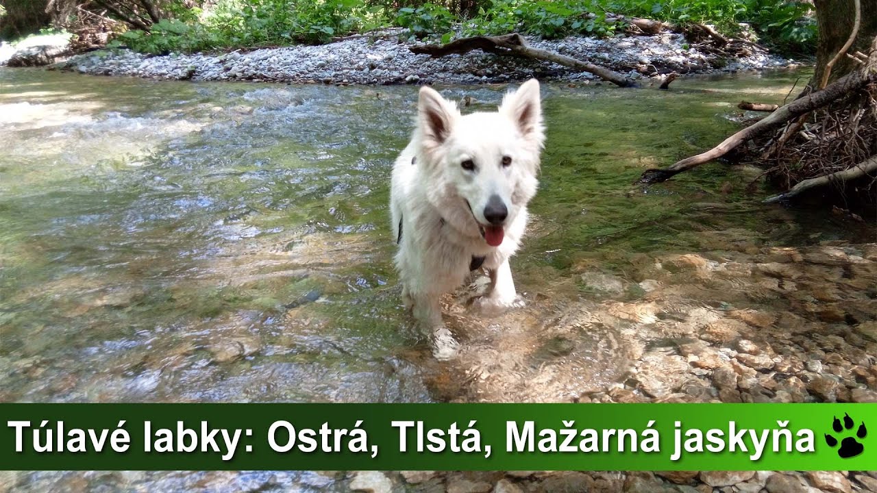 Túlavé labky: Ostrá - Tlstá - Mažarná jaskyňa