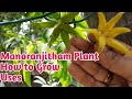 Manoranjitham plant in tamil  manoranjitham poo   how to grow  from seeds  arb views
