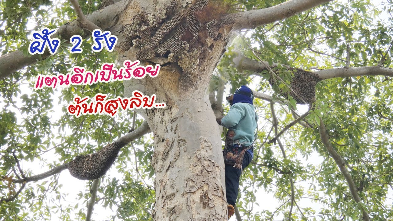 ผึ้งหลวง 2 รังใหญ่ๆ แตนอีกเป็นร้อย ต้นก็สูงลิบ ตีผึ้งหลวงครั้งนี้ ถือว่ายากสุดในชีวิตพรานไก่