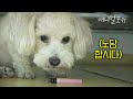 아빠 강제 금연시키는 강아지?! 라이터만 보이면 전부 물어옴ㅋㅋㅋ | KBS 주주클럽 030331 방송