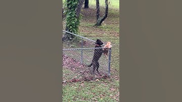 Dog Keeps Cat Contained In Yard || ViralHog