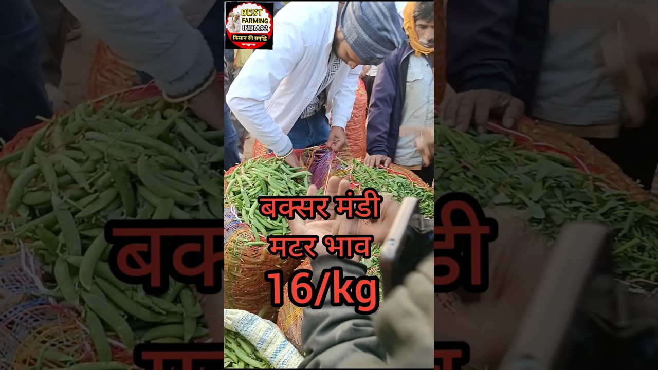 मटर मंडी भाव | matar mandi bhav today | matar bhav today | Matar price today | today matar bhav