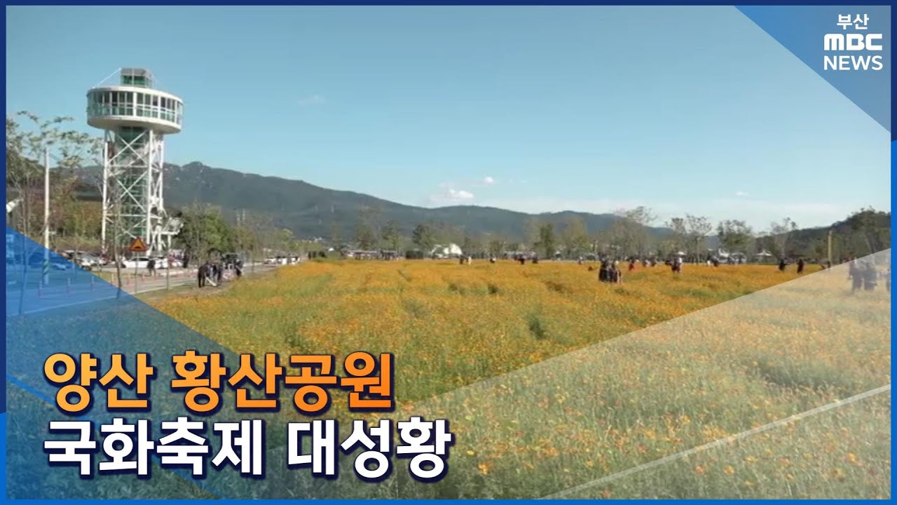 양산 황산공원 국화축제 대성황  (2022-10-23,일/뉴스데스크/부산MBC)