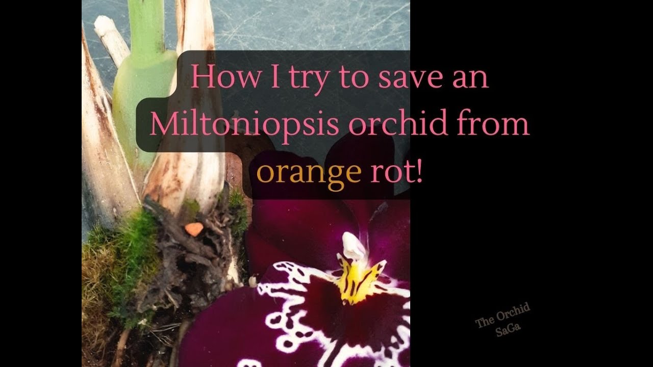 Как я пытаюсь спасти орхидею Мильтониопсис от оранжевой гнили!