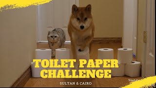 Dog and Cat Toilet Paper Challenge
