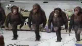 River Dance - Monkey Style!