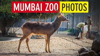 Byculla Zoo Mumbai (Jijamata Udyan / Rani Baug - Photography, Timings, Animals) | Sonika Agarwal