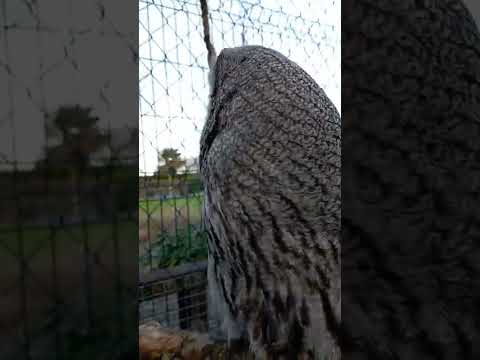 Great Grey Gray Owl Against The Weather Shorts Birds Owl Weather