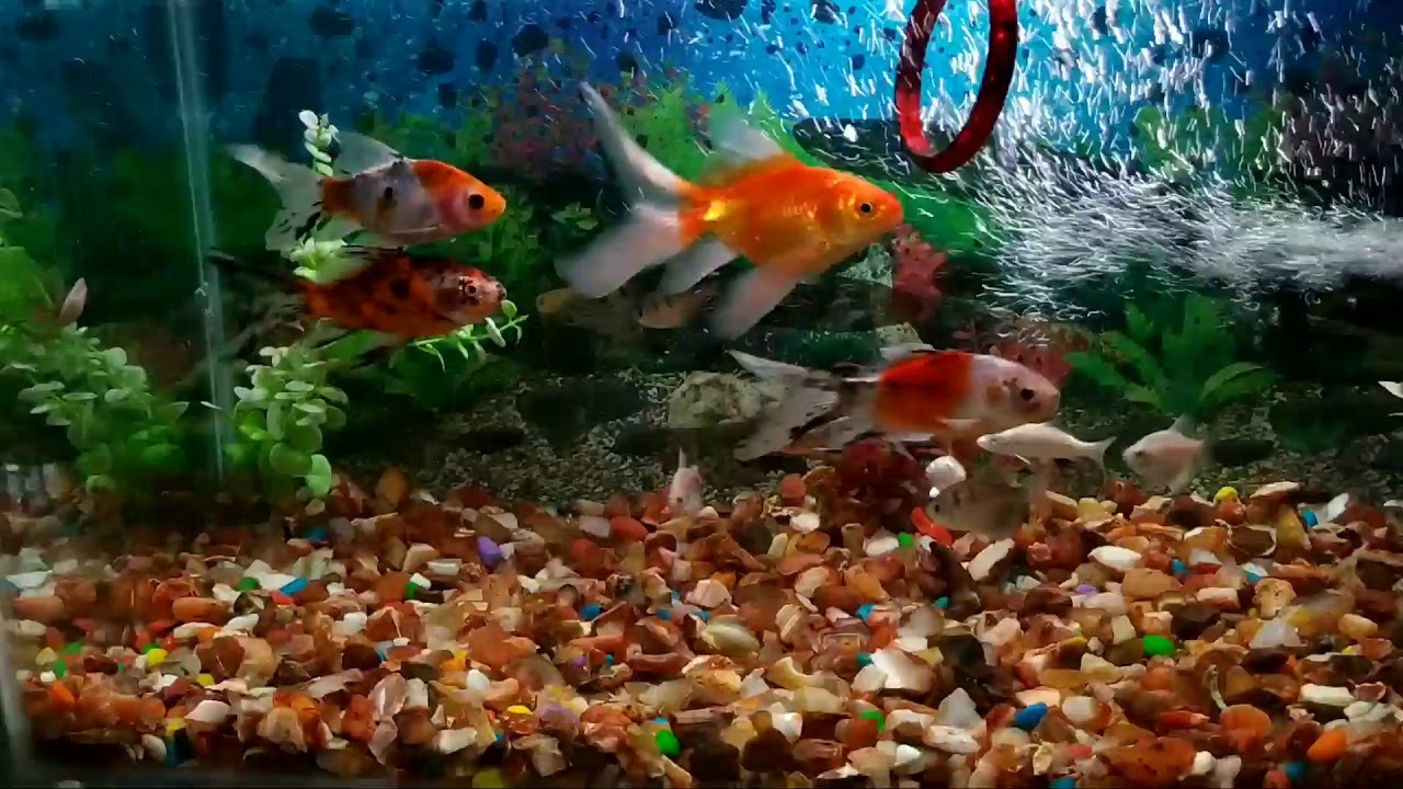 How To Rear Gold Fish How to train goldfish?Teaser 1 - YouTube