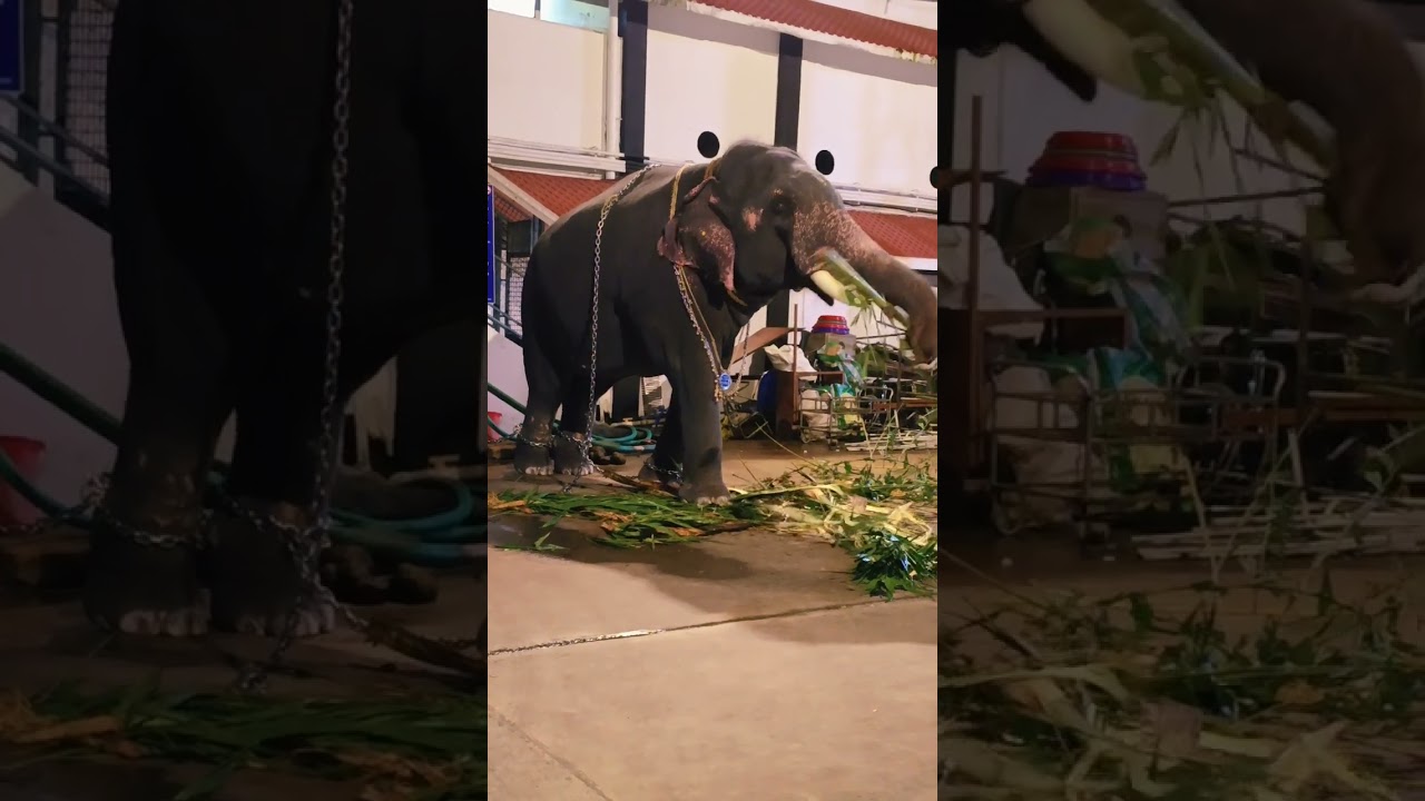 ആന പട്ടതുമ്പിക്കയ്യിൽ ഇട്ടുകറക്കുന്നത് കണ്ടോ 😱😱😱 #shortsfeed #shorts #viral #subscribe