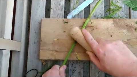 Preparing bramble fibres for cordage.