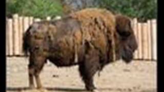 Motorová Prdel - Kuřecí Játra