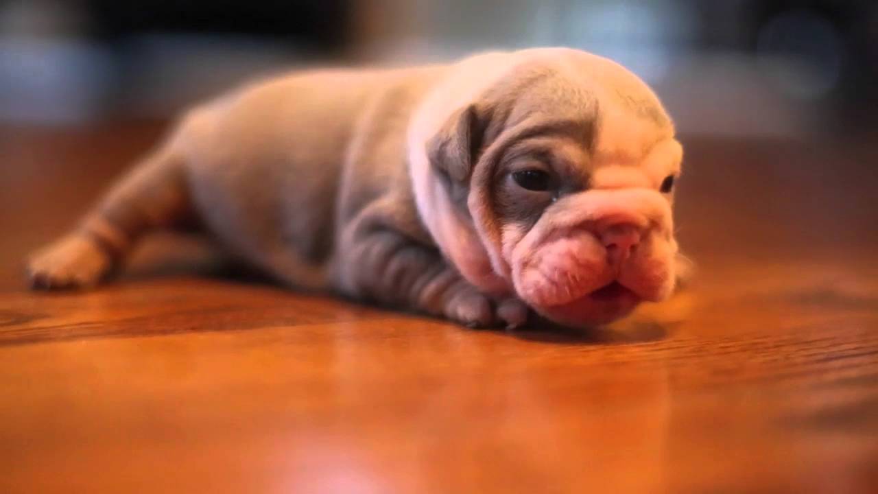 Lilac Tri  English Bulldog Female 3 weeks  www.jbbullies.com