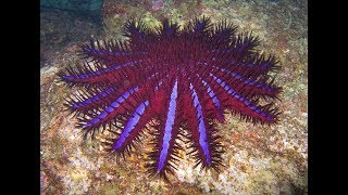 Facts: The CrownofThorns Starfish