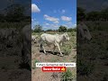 #brahman #futuro #rancho