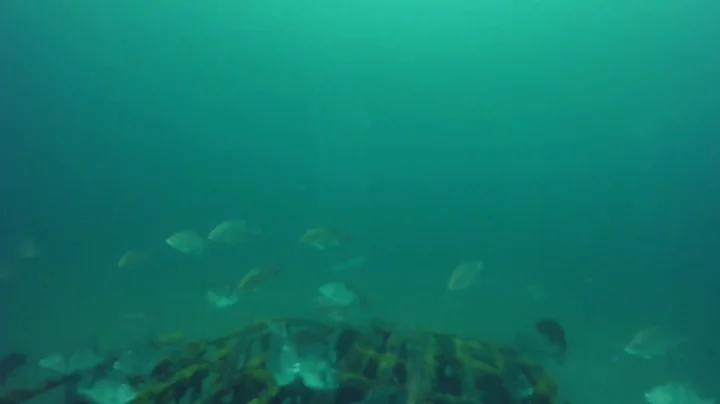 BlueROV2 Focus Check