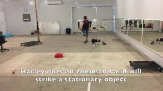 Amazing Border Collie Puppy Training