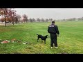 Finn running pattern blinds (retriever training)