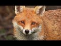 A Home Fit for a Fox Family | Red Fox | Robert E Fuller