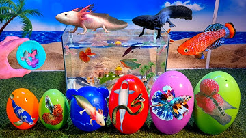 Tổng hợp video cá cảnh đẹp, động vật dễ thương, ếch đủ màu, khủng long sáu sừng, ngựa cánh tiên