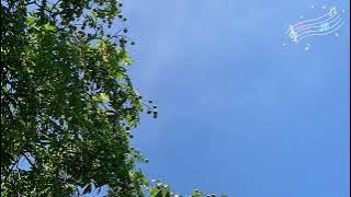 A Summer Trip (Bossa Nova) 1 hour