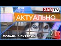 АКТУАЛЬНО - Собаки в Бурятии