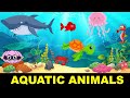 Aquatic Animals Quiz