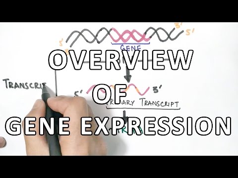 Overview of Gene Expression | Oculocutaneous Albinism Type 2