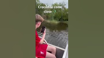 Thumbnail of everglades Airboat tour. Alligator come close 🐊🐊🐊🐊🐊🐊🐊🐊🐊🐊 #florida #everglades #alligator #