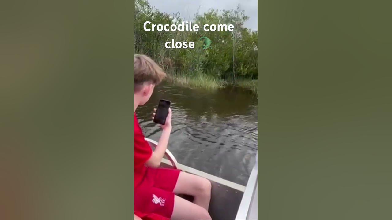 everglades Airboat tour. Alligator come close 🐊🐊🐊🐊🐊🐊🐊🐊🐊🐊 #florida #everglades #alligator #
