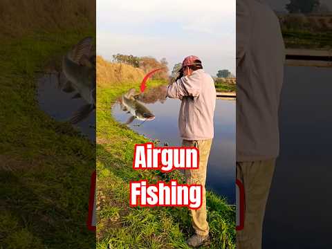 Airgun Fish Hunting Wallago Attu Catfish Hunting With Airgun Fishing Shortsfeed Airgun Fish
