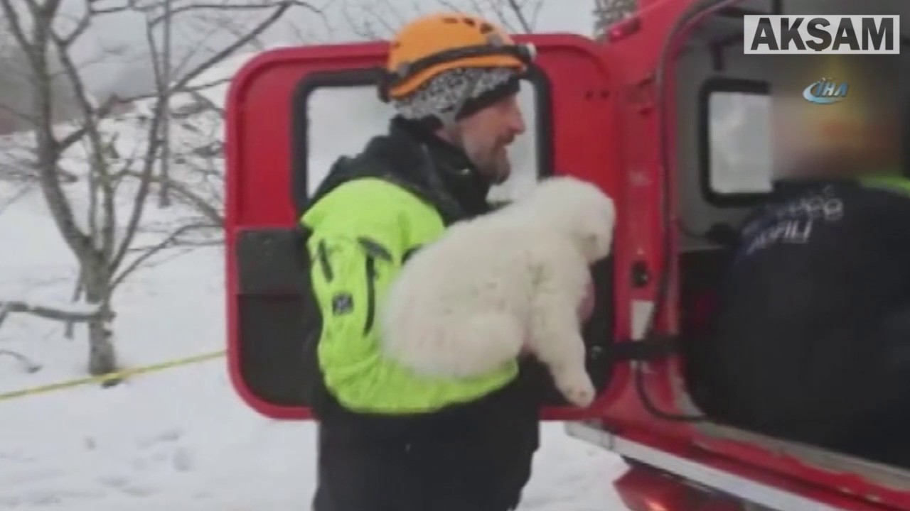 puppy saving house Çığ felaketinden 5 gün sonra 3 yavru köpek kurtarıldı