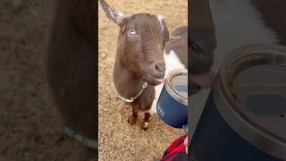 Coffee w/Goat Milk? #shorts #homestead #farming
