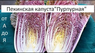 Пекинская капуста "Пурпурная" от А до Я.