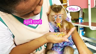 Monkey LyLy was scolded by her mother for mischievously putting rubber bands in her mouth