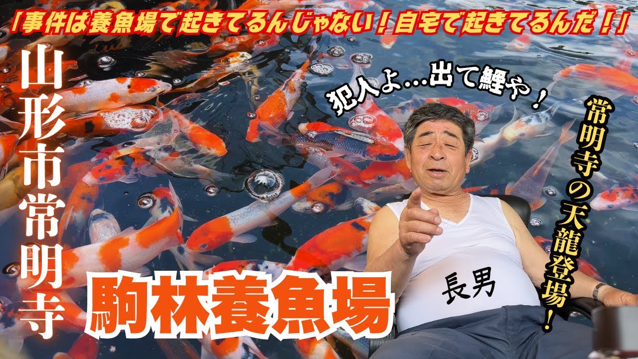 山形市常明寺 駒林養魚場のルーツとは？ #錦鯉 #リラクゼーション
